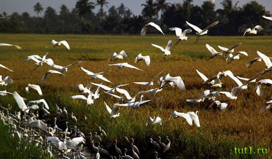 Керала - птичий заповедник Таттеккаду