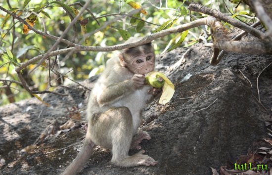 Заповедник Бхагван Махавир - макаки