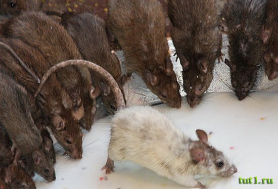 Карни Мата храм 20 000 крыс - Индия