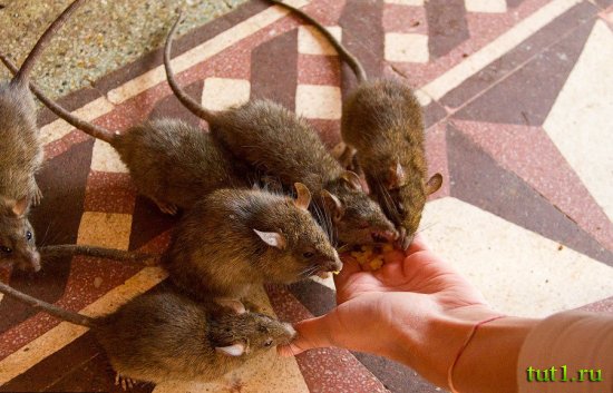 Карни Мата храм 20 000 крыс - Индия