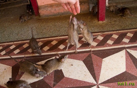 Карни Мата храм 20 000 крыс - Индия