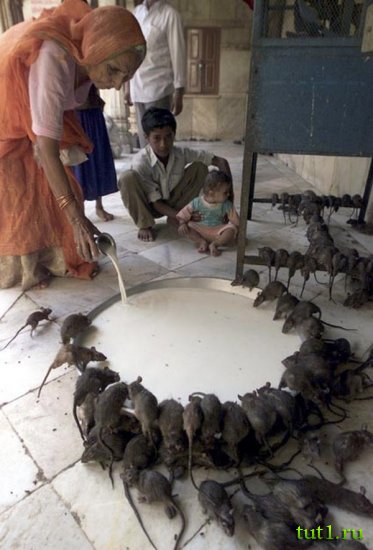 Карни Мата храм 20 000 крыс - Индия