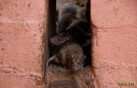 Карни Мата храм 20 000 крыс - Индия