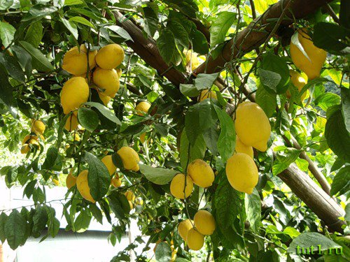 Греческий остров Парос - лимонная роща