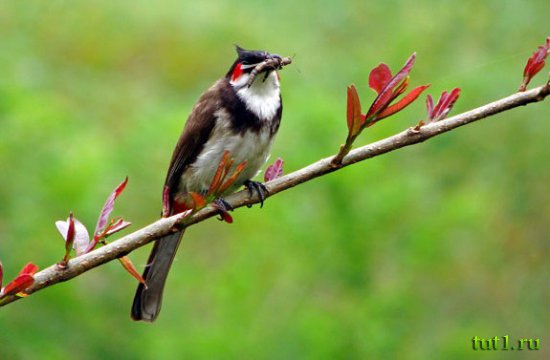 Гоа - заповедник Котигао