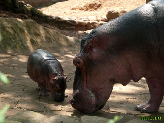 Тривандрум - зоопарк