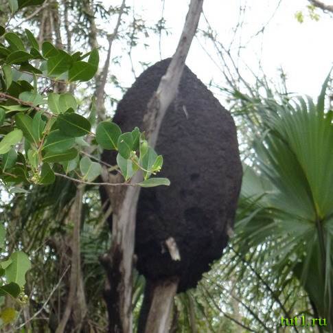 Остров Гуама (индейская деревня) — Куба