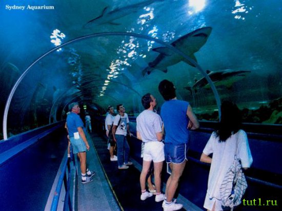Сиднейский океанариум