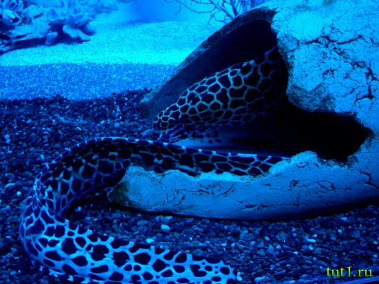 Подводный мир Мальдив - мурена