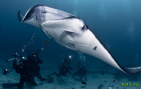 Подводный мир Мальдив