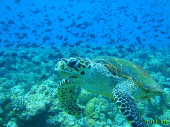 Подводный мир Мальдив