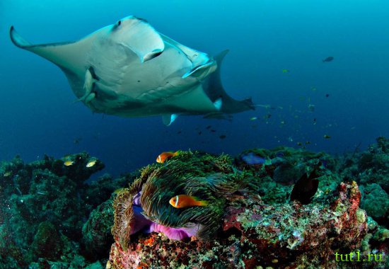 Подводный мир Мальдив