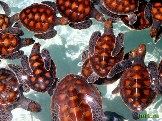 Подводный мир Мальдив