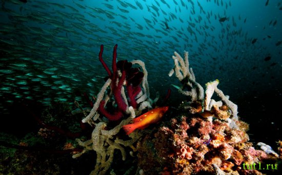 Подводный мир Мальдив