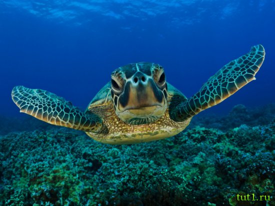 Подводный мир Мальдив