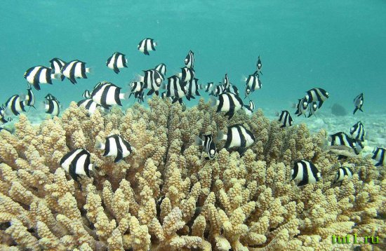 Подводный мир Мальдив