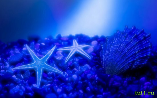 Подводный мир Мальдив