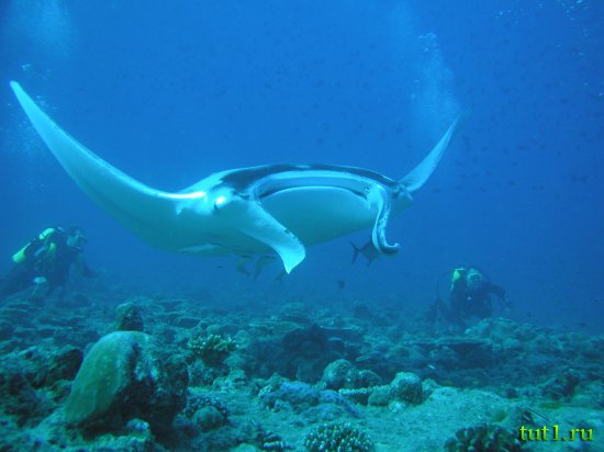 Подводный мир Мальдив