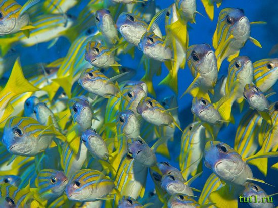 Подводный мир Мальдив