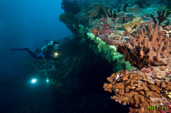 Кораловые рифы Мальдив - морская звезда терновый венец