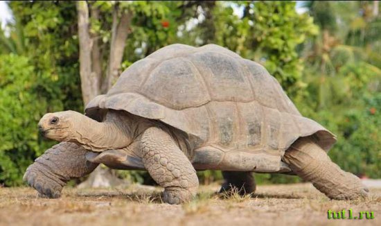 Сейшельские острова - черепаха