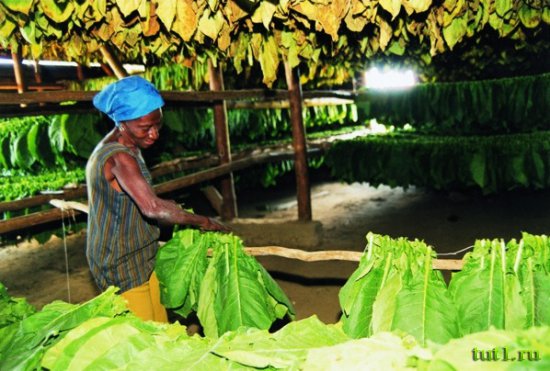 Кубинские сигары - процесс изготовления