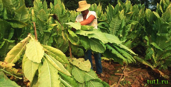 Кубинские сигары - процесс изготовления