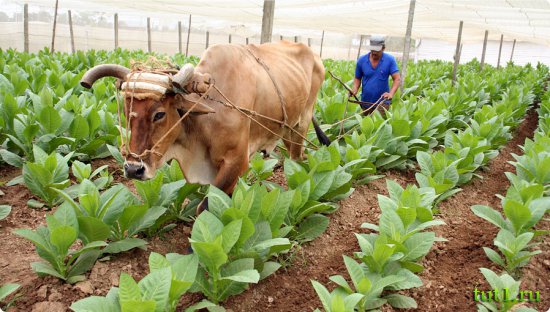 Кубинские сигары - процесс изготовления