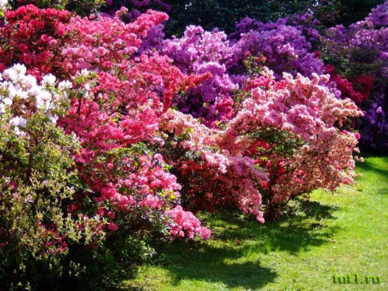 Озеро Маджоре - парк вокруг виллы Таранто