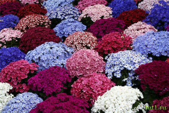 Озеро Маджоре - парк вокруг виллы Таранто