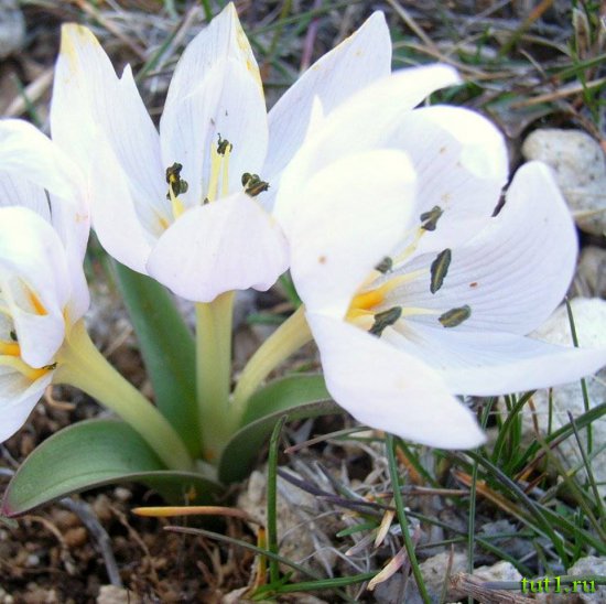 Окресности озера Маджоре - крокус