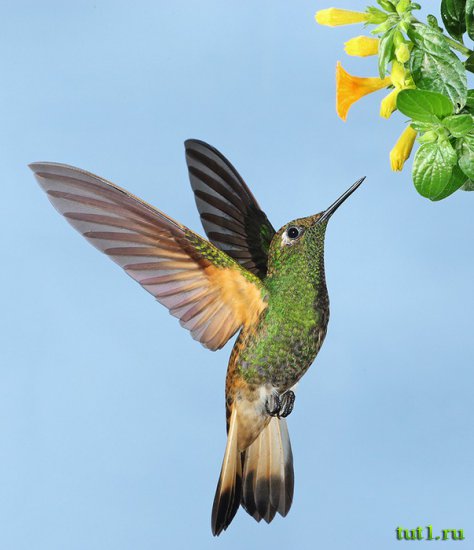 Остров Гуама - колибри