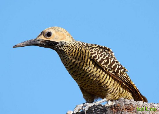 Остров Гуама - птицы