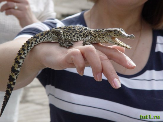 Остров Гуама - крокодилы