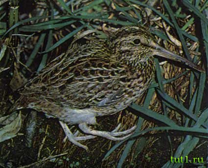 Оклендские острова - оклендский вальдшнеп Оклендские острова - оклендский вальдшнеп