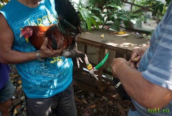 Филиппины - бойцовские петухи