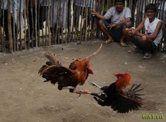 Воскресенье - день петушиных боев на Филиппинах