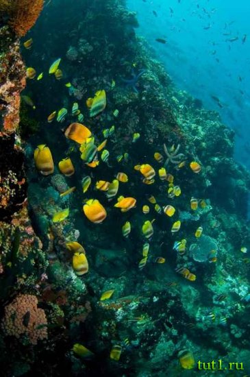Филиппинские острова - дайвинг