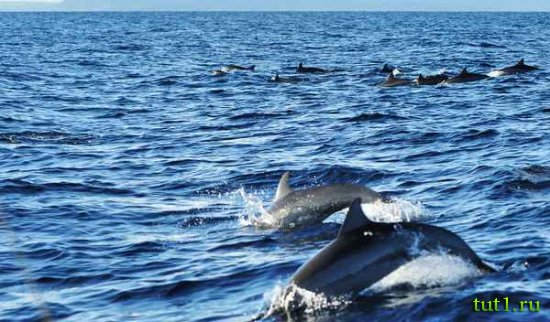 Филиппинские острова - дельфины
