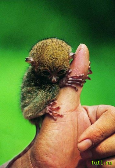 Филиппинские острова - долгопяты