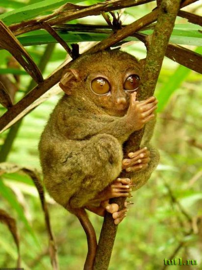 Остров Бохол - тарсиеры
