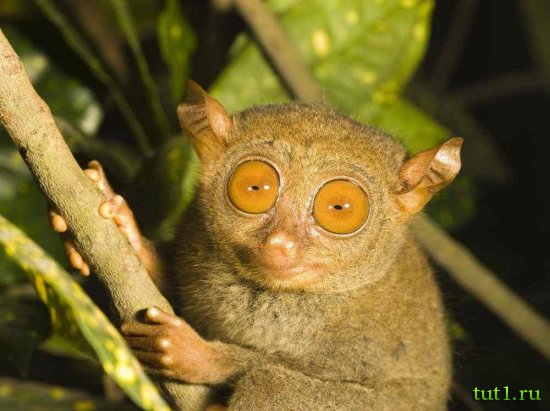 Остров Бохол - долгопяты