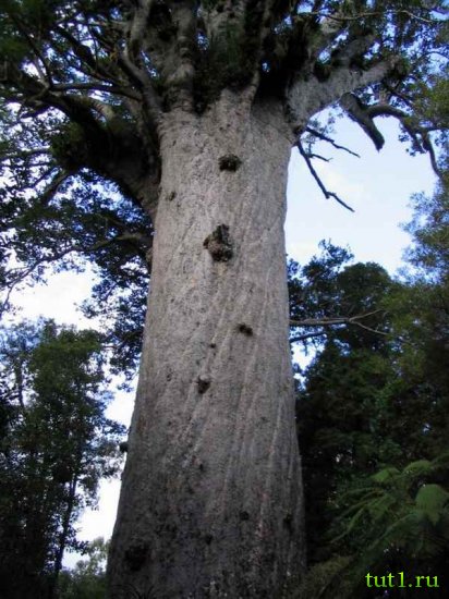 Новая Зеландия - гигантские каури