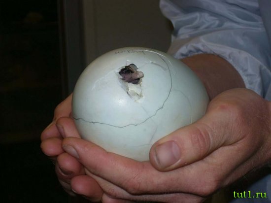 Kiwi Encounter - вылупление киви