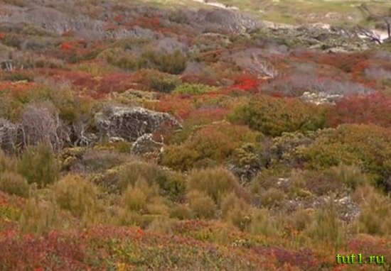 Остров Эндерби - Новая Зеландия