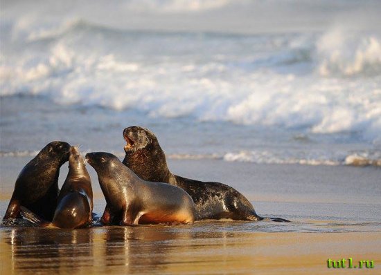 Остров Эндерби - морские львы