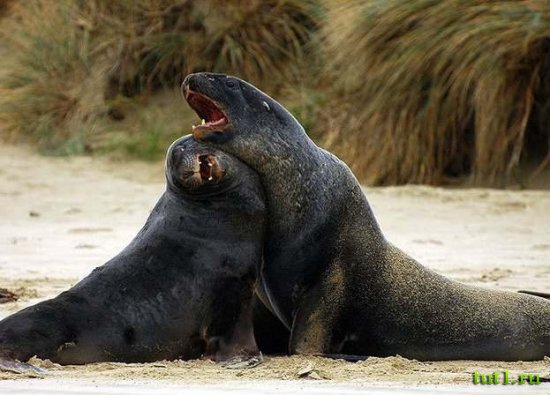 Новая Зеландия - морские львы