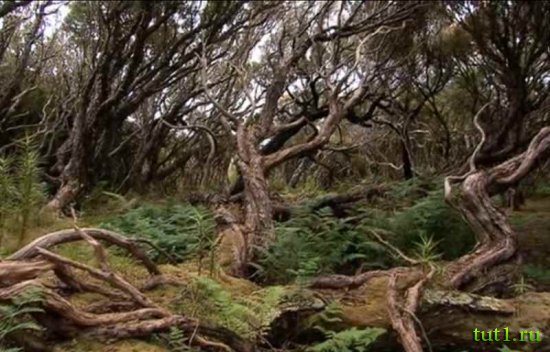 Остров Эндерби - лес