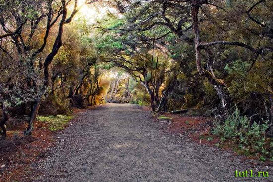 Новая Зеландия - леса