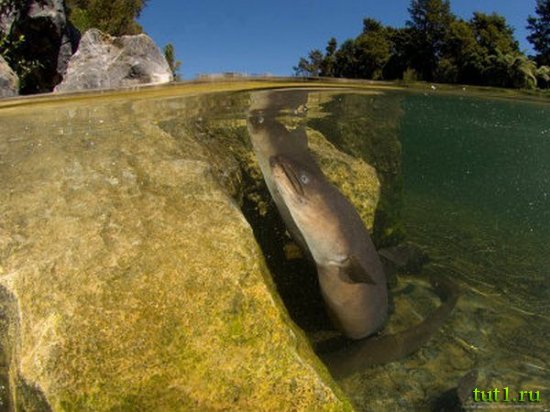 Новая Зеландия - угри